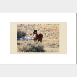 Young wild horse, foal, wildlife, nature, gifts Posters and Art